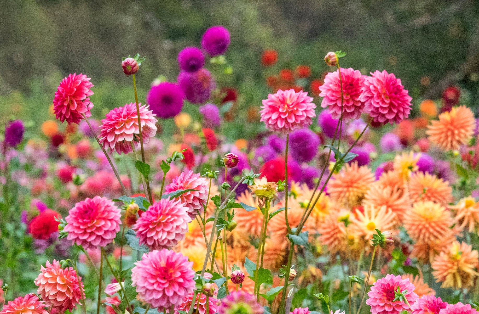 High quality Dahlia Flower seeds for Planting Vibrant Colors Heirloom & GMO Free Seeds for Home Garden seeds pack