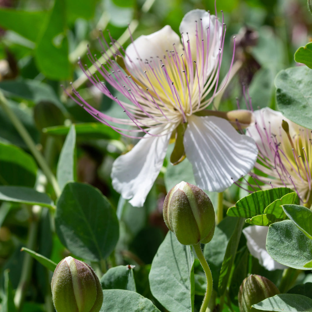 Purple Caper Bush Flower seeds for Planting Seasonal Bloomer, Heirloom & GMO Free Seeds for Home Garden vegetable and garden seeds