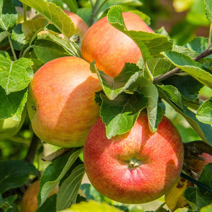 Apple Seed Planting Mix for Home Gardens - Evergrowseeds
