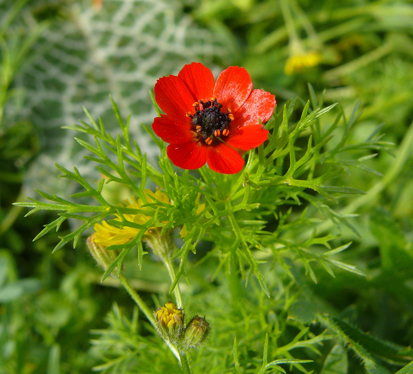 Fern Flower seeds for Planting - Cottage Garden Essential, Heirloom & GMO Free Seeds for Home Garden