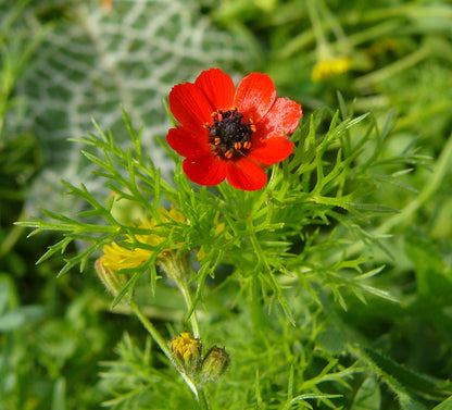 Fern Flower seeds for Planting - Cottage Garden Essential, Heirloom & GMO Free Seeds for Home Garden