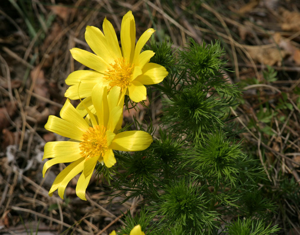 Yellow Adonis Flower seeds for Planting - Cottage Garden Essential, Heirloom & GMO Free Seeds for Home Garden