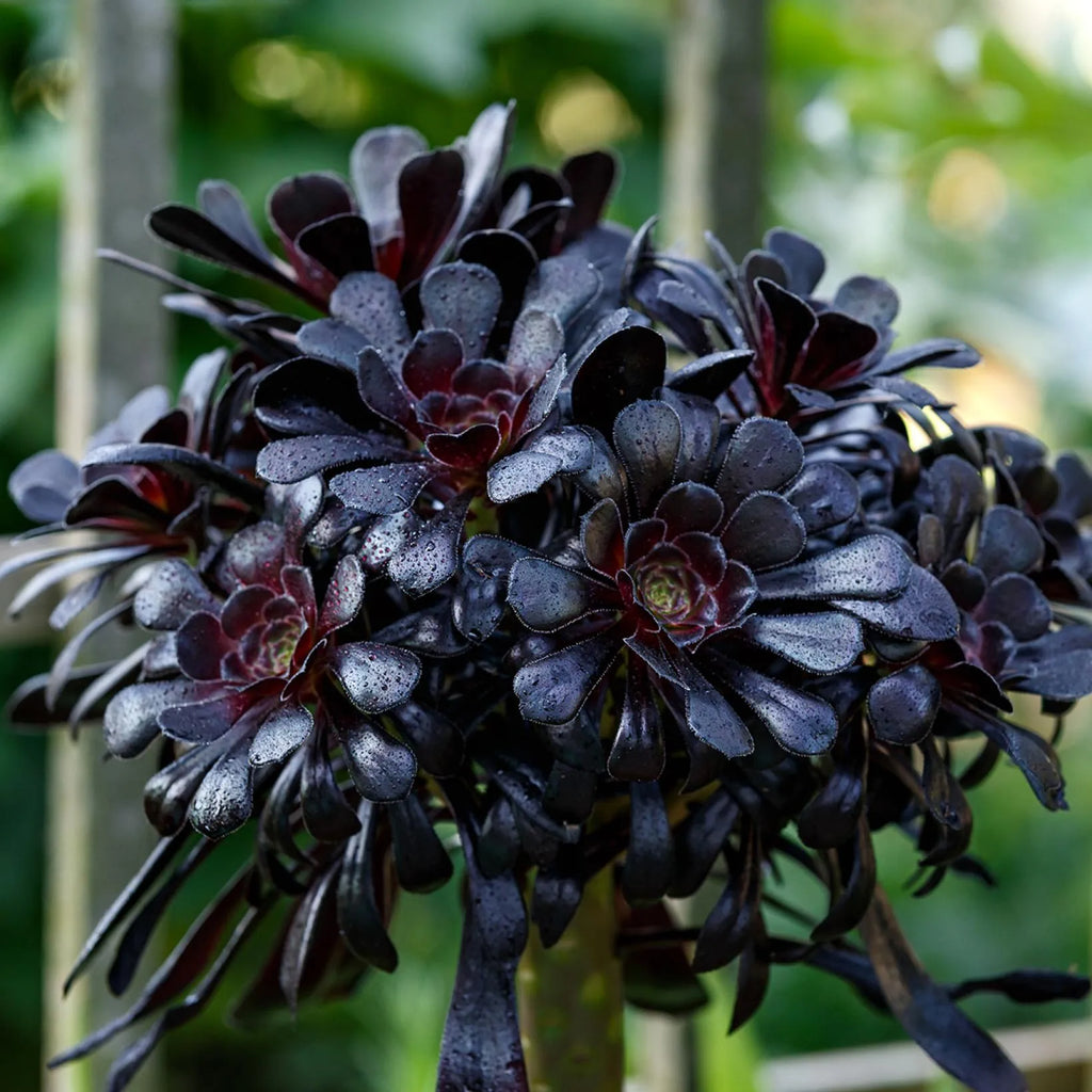 Black Atropureum Flower seeds for Planting Cottage Garden Essential, Heirloom & GMO Free Seeds for Home Garden vegetable and garden seeds