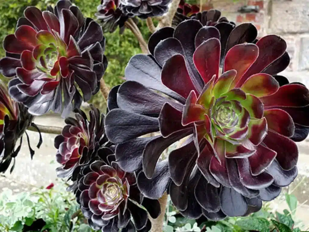 Premium Arboreum Atropureum Flower seeds for Planting Low Maintenance, Heirloom & GMO Free Seeds for Home Garden seeds