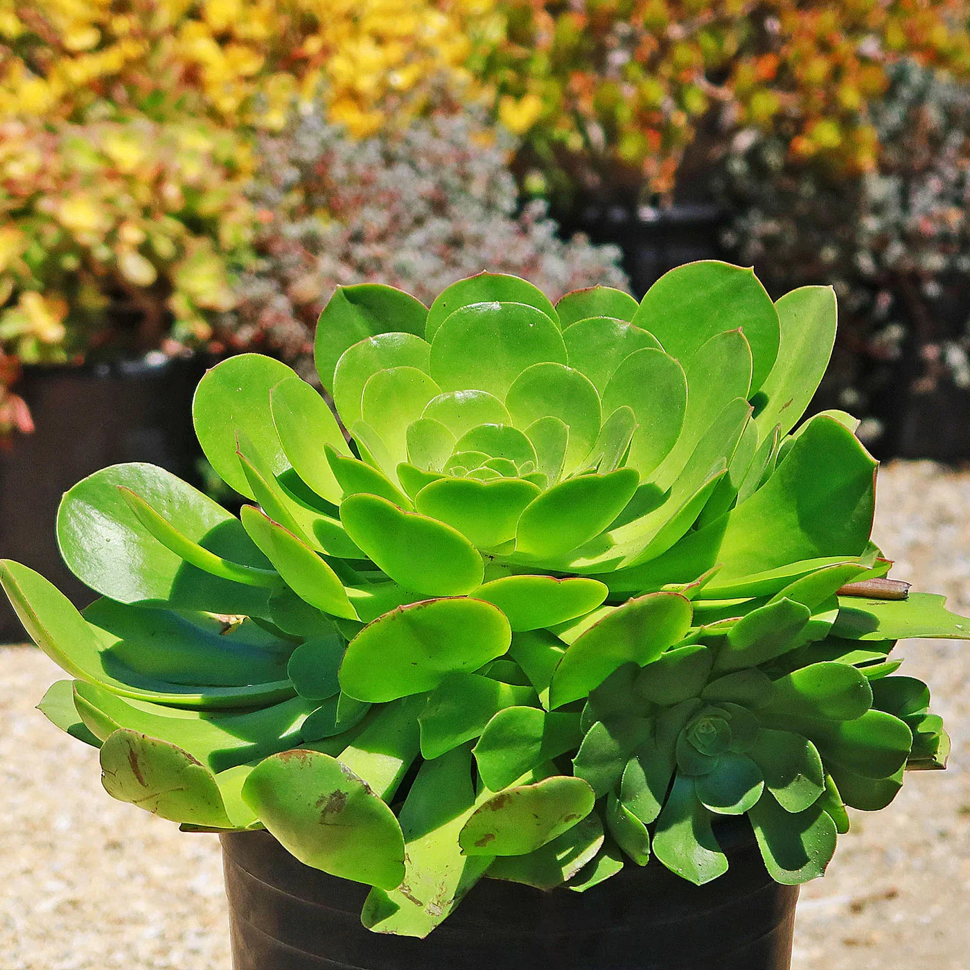 Canary Aeonium Flower seeds for Planting Pollinator Friendly Heirloom & GMO Free Seeds for Home Garden vegetable and garden seeds