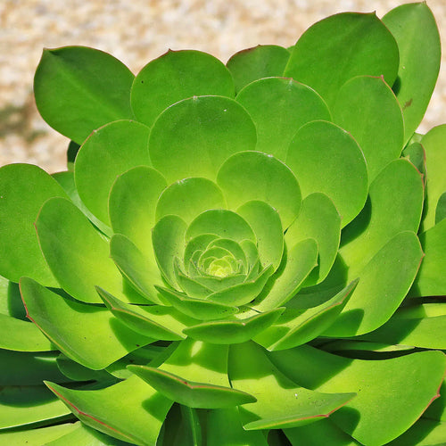 Premium Canary Aeonium Flower seeds for Planting Pollinator Friendly Heirloom & GMO Free Seeds for Home Garden seeds