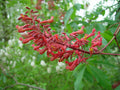 Aesculus Pavia Flower seeds for Planting Compact Growth, Heirloom & GMO Free Seeds for Home Garden seeds for planting