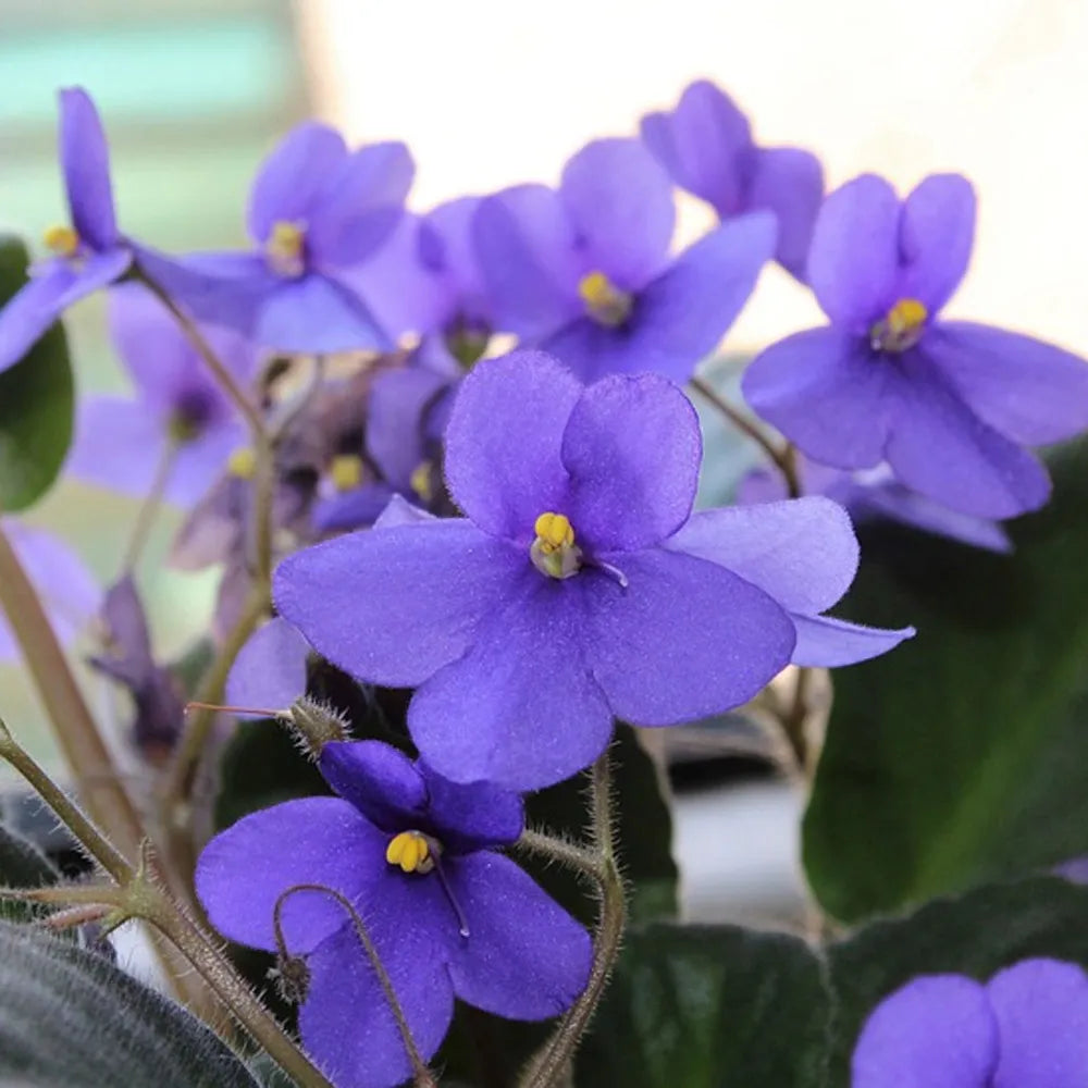 African Violet Flower seeds for Planting Garden Favorite, Heirloom & GMO Free Seeds for Home Garden vegetable and garden seeds