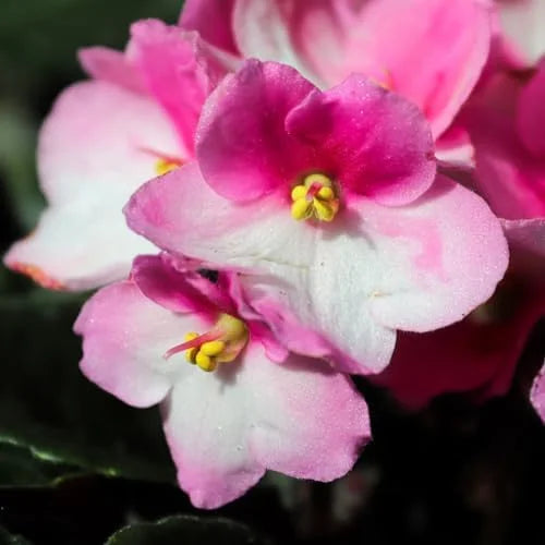 Pink White African Violet or Saintpaulia ionantha. Flower seeds for Planting Cottage Garden Essential, Heirloom & GMO Free Seeds for Home Garden seeds for planting