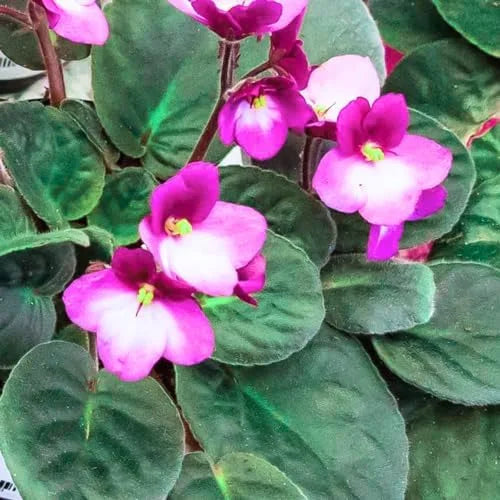 Premium Pink White African Violet or Saintpaulia ionantha. Flower seeds for Planting Cottage Garden Essential, Heirloom & GMO Free Seeds for Home Garden seeds