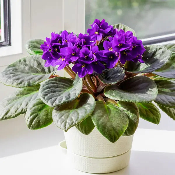 Sky Blue African Violet or Saintpaulia ionantha. Flower seeds for Planting Long Bloom Season, Heirloom & GMO Free Seeds for Home Garden vegetable and garden seeds