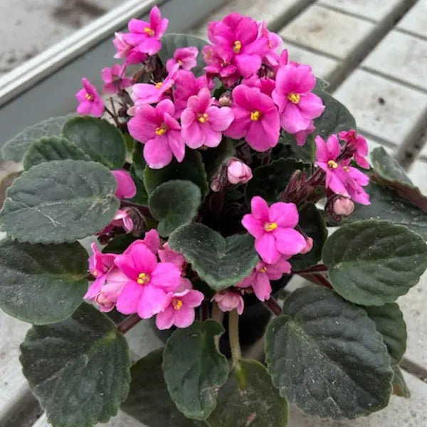 Premium Baby Pink Saintpaulia Flower seeds for Planting Compact Growth, Heirloom & GMO Free Seeds for Home Garden seeds