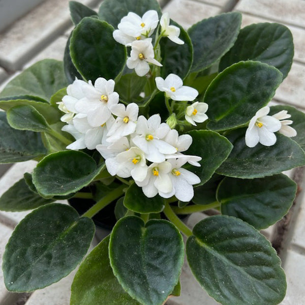 High quality White Saintpaulia Flower seeds for Planting Pollinator Friendly, Heirloom & GMO Free Seeds for Home Garden seeds pack