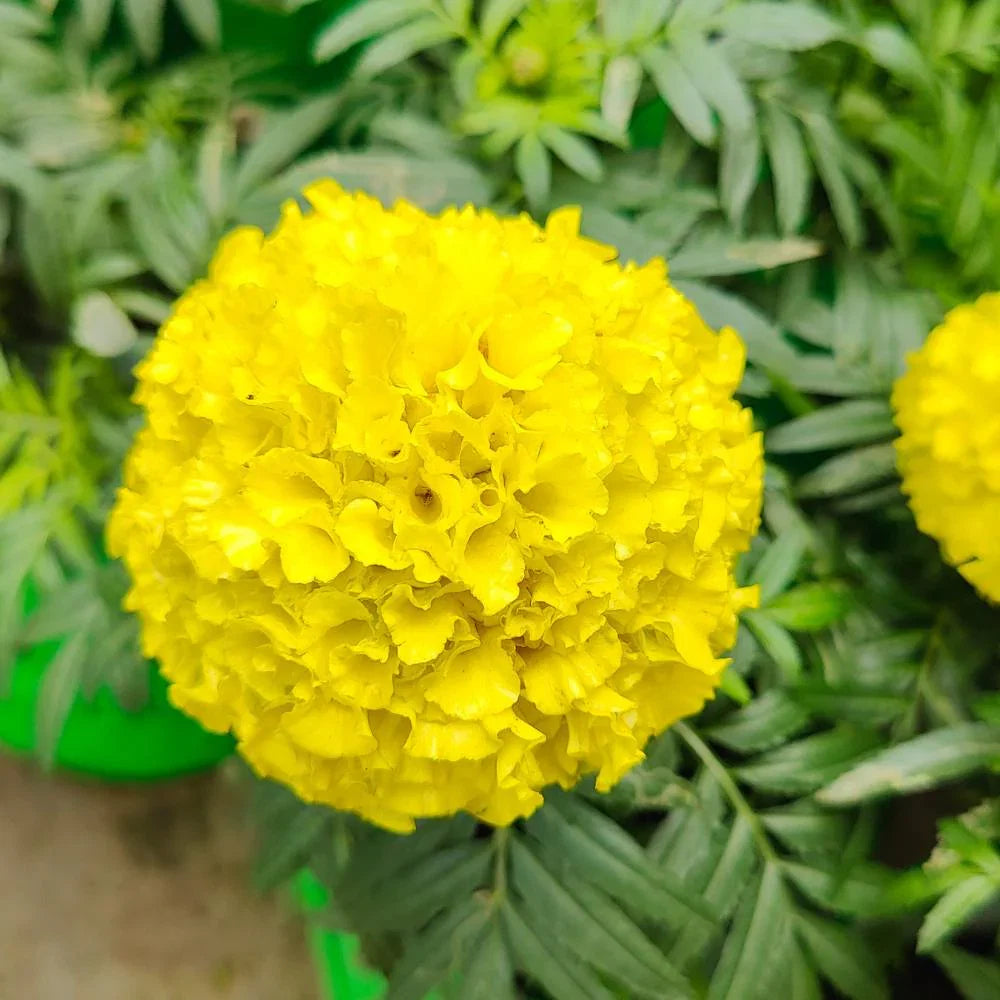 Marigold Flower seeds for Planting Shade Tolerant Heirloom & GMO Free Seeds for Home Garden