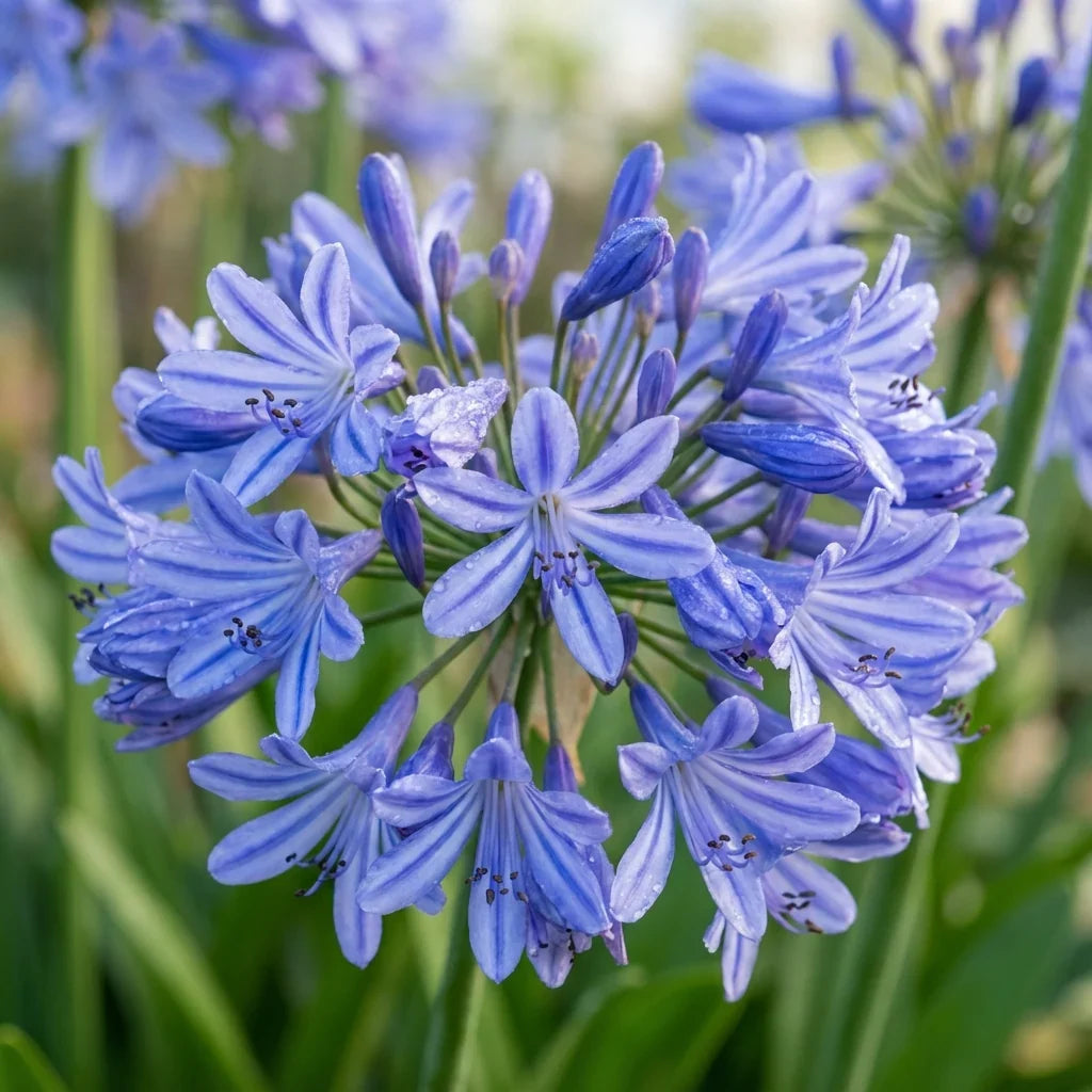 Light Blue Agapanthus Flower seeds for Planting Fragrant Blossoms, Heirloom & GMO Free Seeds for Home Garden seeds for planting