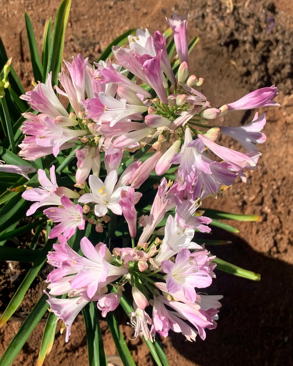 High quality Pink Agapanthus Flower seeds for Planting Vibrant Colors, Heirloom & GMO Free Seeds for Home Garden seeds pack