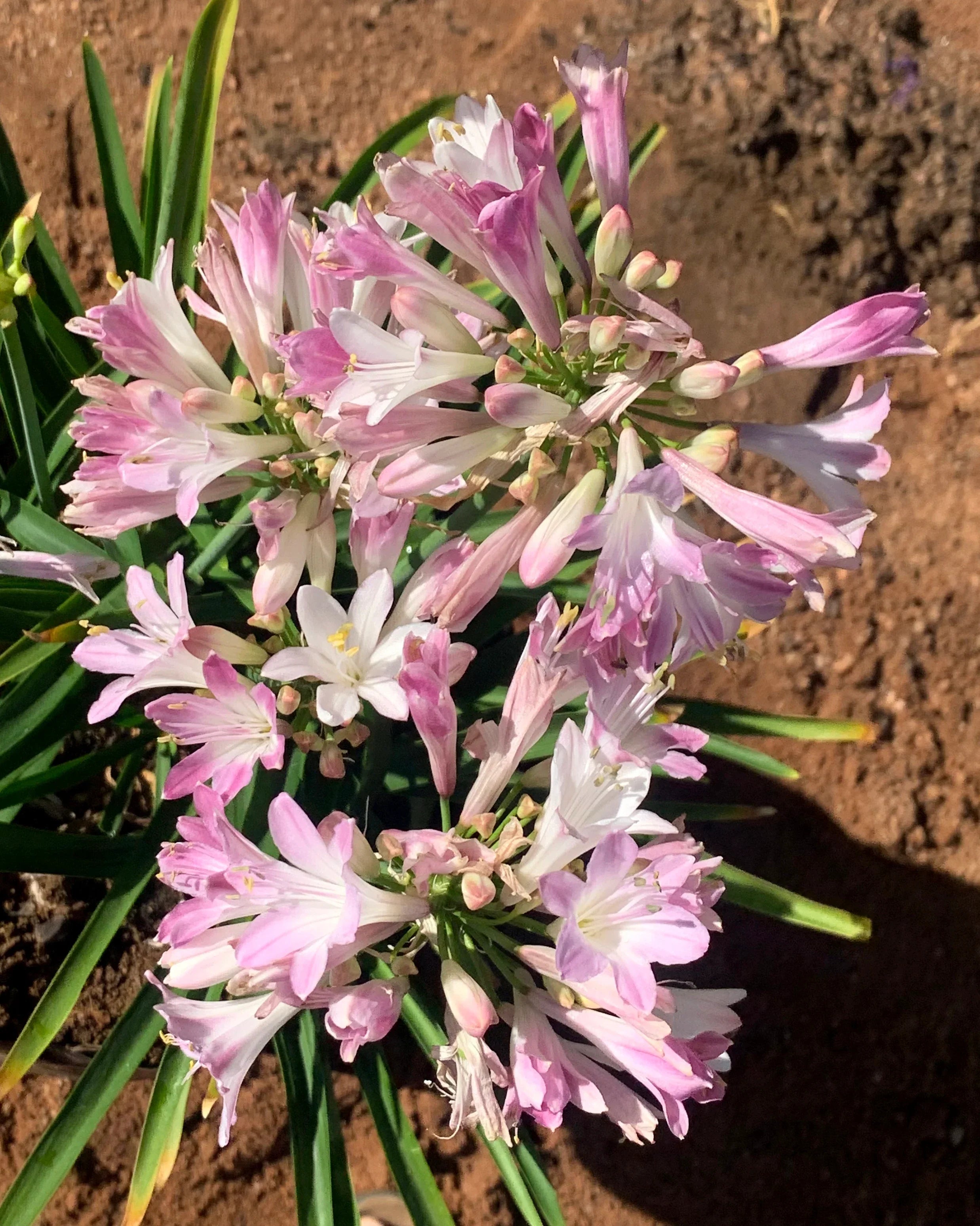 High quality Pink Agapanthus Flower seeds for Planting Vibrant Colors, Heirloom & GMO Free Seeds for Home Garden seeds pack