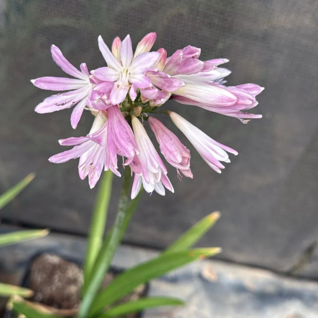 Pink Agapanthus Flower seeds for Planting Vibrant Colors, Heirloom & GMO Free Seeds for Home Garden vegetable and garden seeds