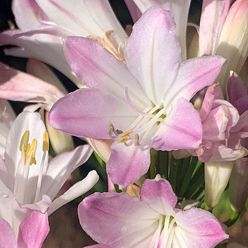 Premium Pink Agapanthus Flower seeds for Planting Vibrant Colors, Heirloom & GMO Free Seeds for Home Garden seeds