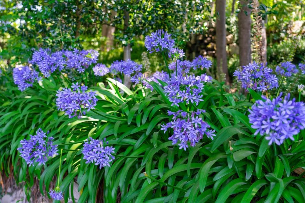 Light Blue Agapanthus Flower seeds for Planting Fragrant Blossoms, Heirloom & GMO Free Seeds for Home Garden vegetable and garden seeds