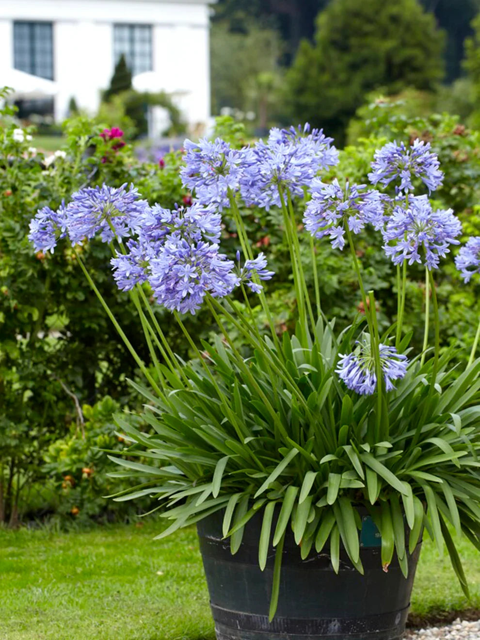 Mix Agapanthus Flower seeds for Planting Perfect for Borders, Heirloom & GMO Free Seeds for Home Garden vegetable and garden seeds