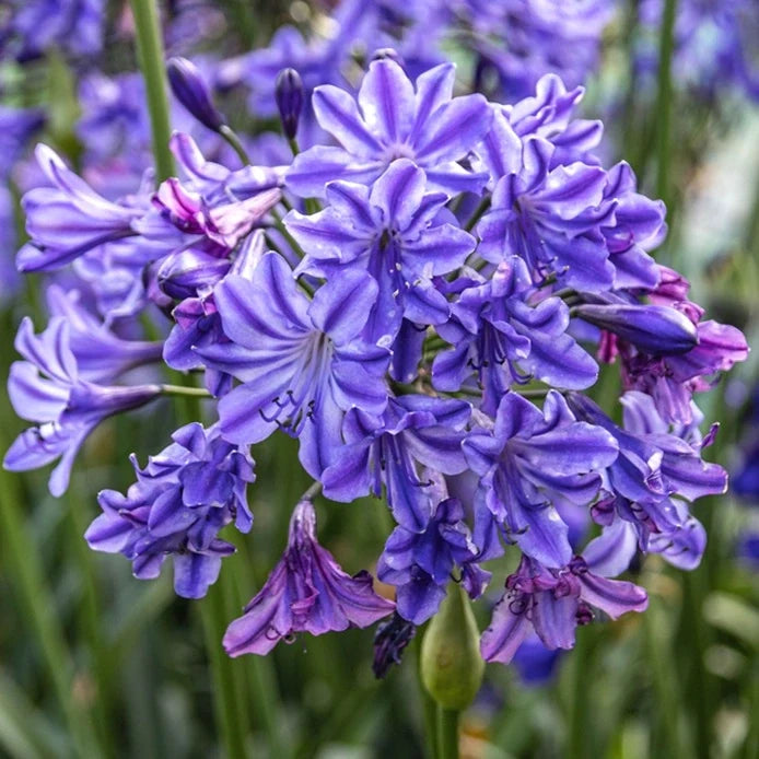 Premium Light Blue Agapanthus Flower seeds for Planting Fragrant Blossoms, Heirloom & GMO Free Seeds for Home Garden seeds
