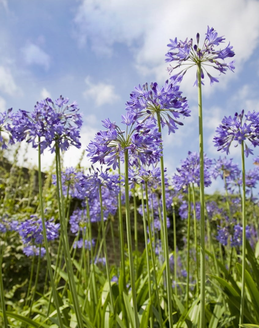Blue Agapanthus Flower seeds for Planting Easy to Grow, Heirloom & GMO Free Seeds for Home Garden vegetable and garden seeds