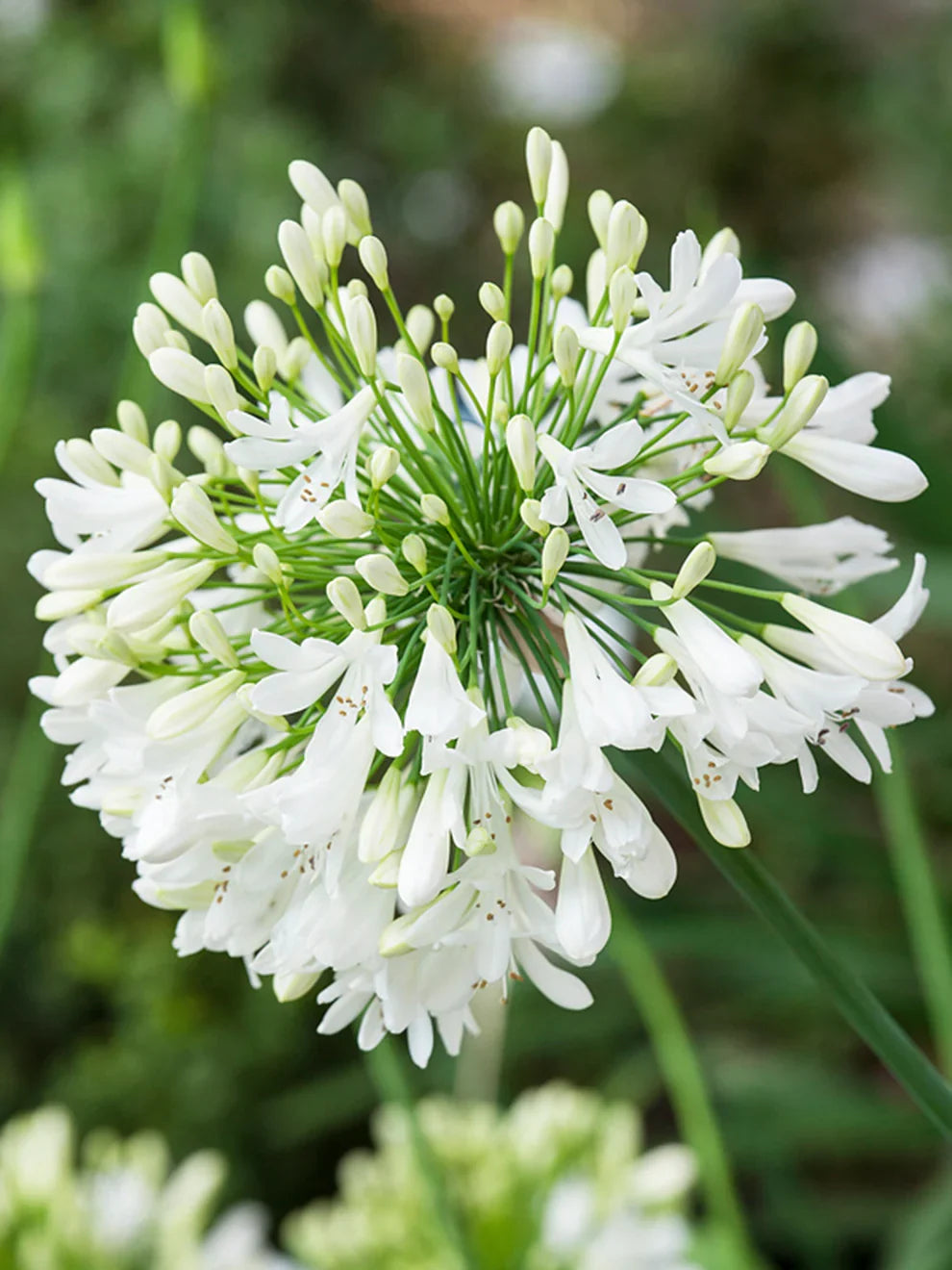 High quality Agapanthus Flower seeds for Planting Pollinator Friendly, Heirloom & GMO Free Seeds for Home Garden seeds pack