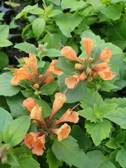 Orange Agastache Flower seeds for Planting - Long Bloom Season, Heirloom & GMO Free Seeds for Home Garden