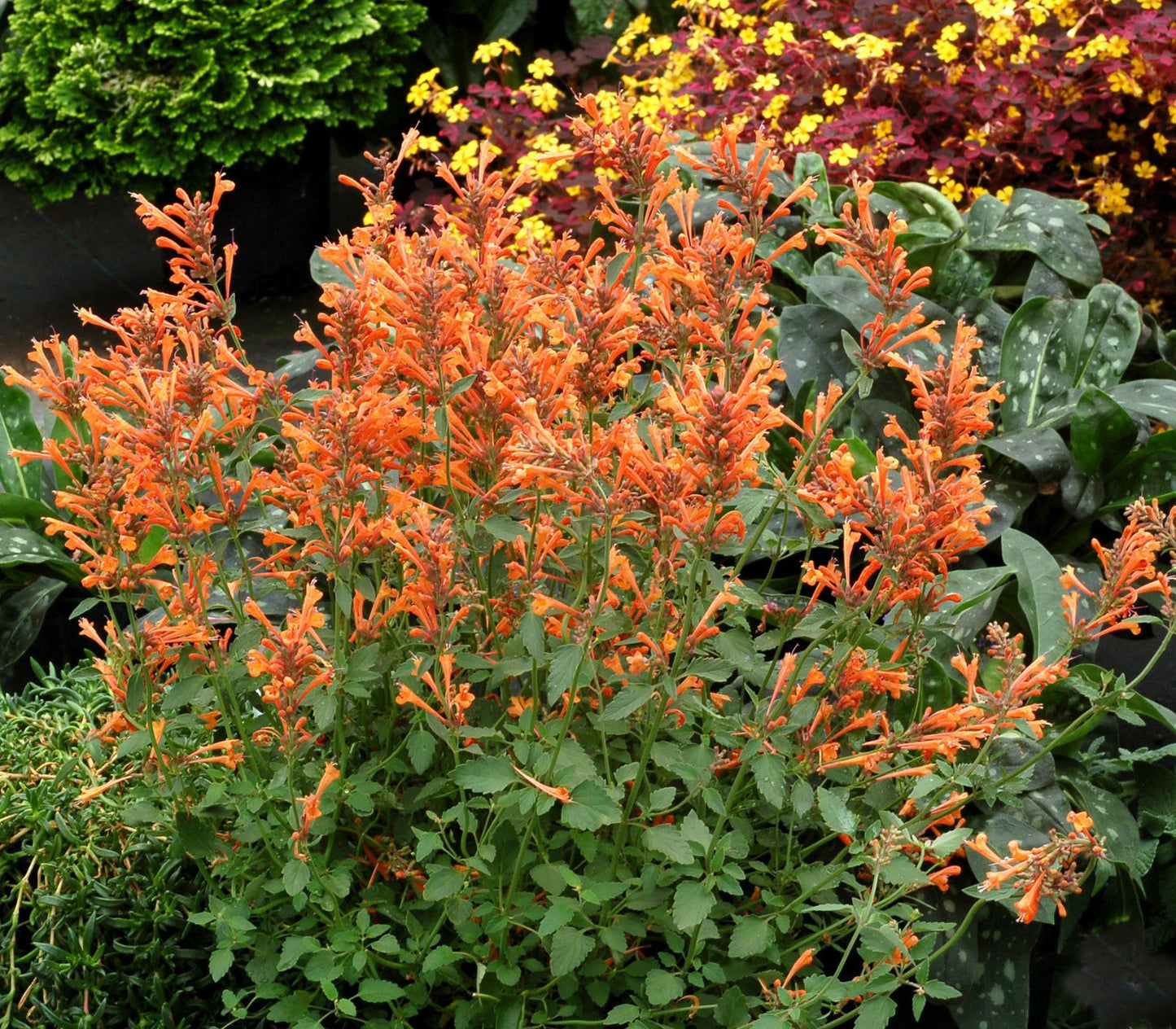 Orange Agastache Flower seeds for Planting - Long Bloom Season, Heirloom & GMO Free Seeds for Home Garden