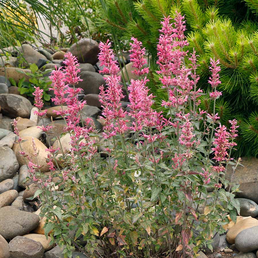 Premium Agastache Cana Flower seeds for Planting Drought Tolerant, Heirloom & GMO Free Seeds for Home Garden seeds