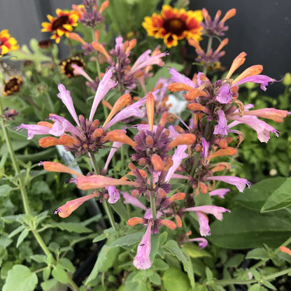 Agastache Arizona Sunset Flower seeds for Planting, Perfect for Borders Heirloom & GMO Free Seeds for Home Garden