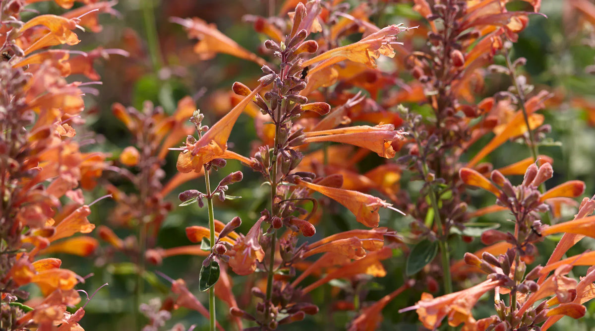 Orange Agastache Flower seeds for Planting - Long Bloom Season, Heirloom & GMO Free Seeds for Home Garden
