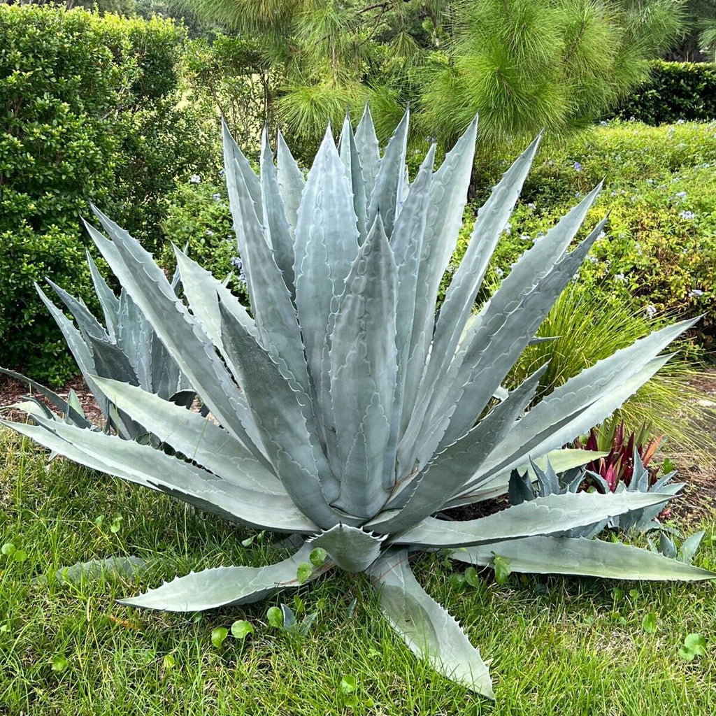 Silver Agave Flower seeds for Planting Hardy Variety, Heirloom & GMO Free Seeds for Home Garden vegetable and garden seeds