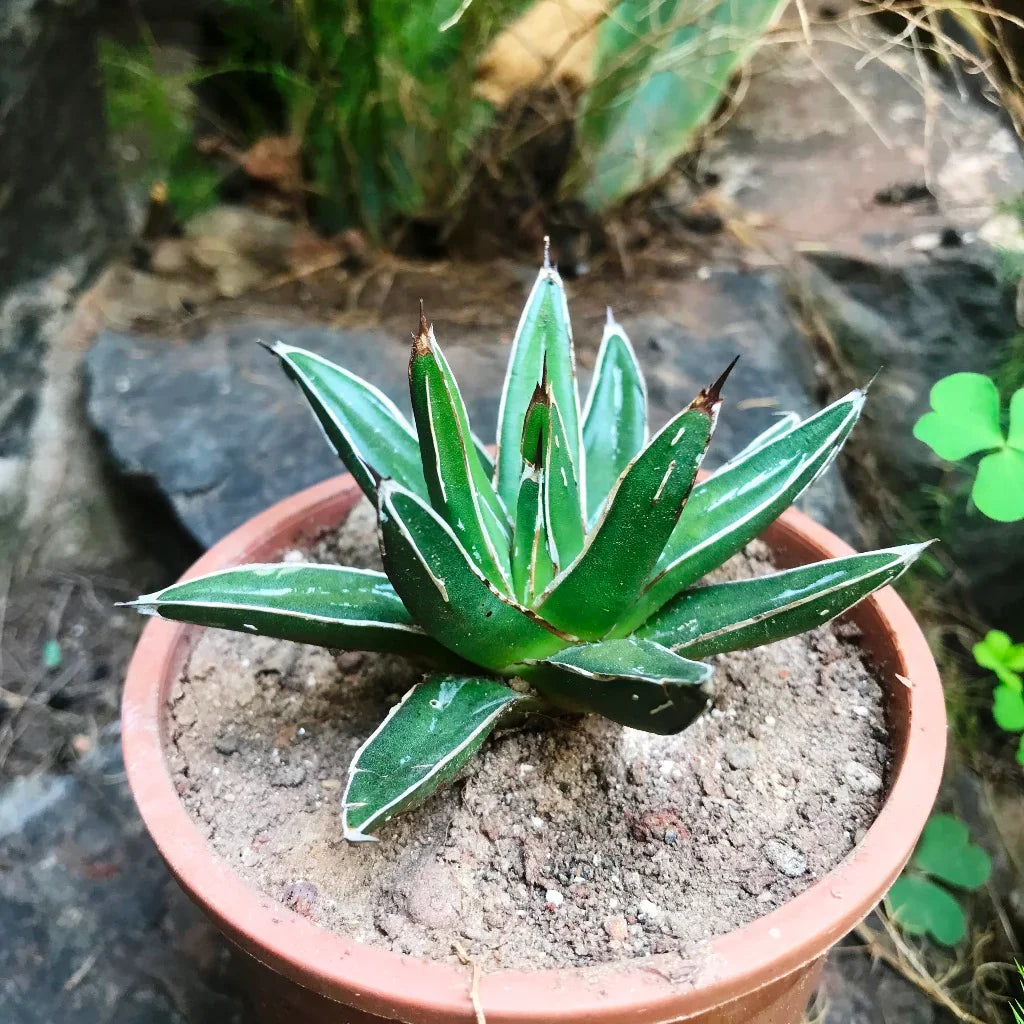 Agave Victoriae Flower seeds for Planting Compact Growth Heirloom & GMO Free Seeds for Home Garden vegetable and garden seeds
