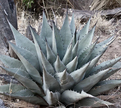 Agave Havardiana Succulent Flower seeds for Planting - Fragrant Blossoms, Heirloom & GMO Free Seeds for Home Garden