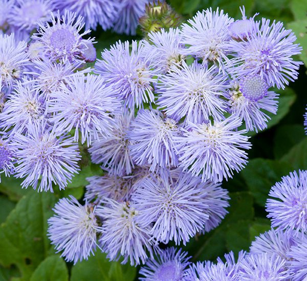 Floss Flower seeds for Planting Low Maintenance, Heirloom & GMO Free Seeds for Home Garden vegetable and garden seeds