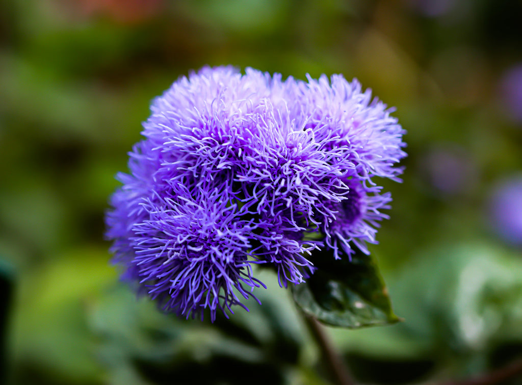 Premium Floss Flower seeds for Planting Low Maintenance, Heirloom & GMO Free Seeds for Home Garden seeds