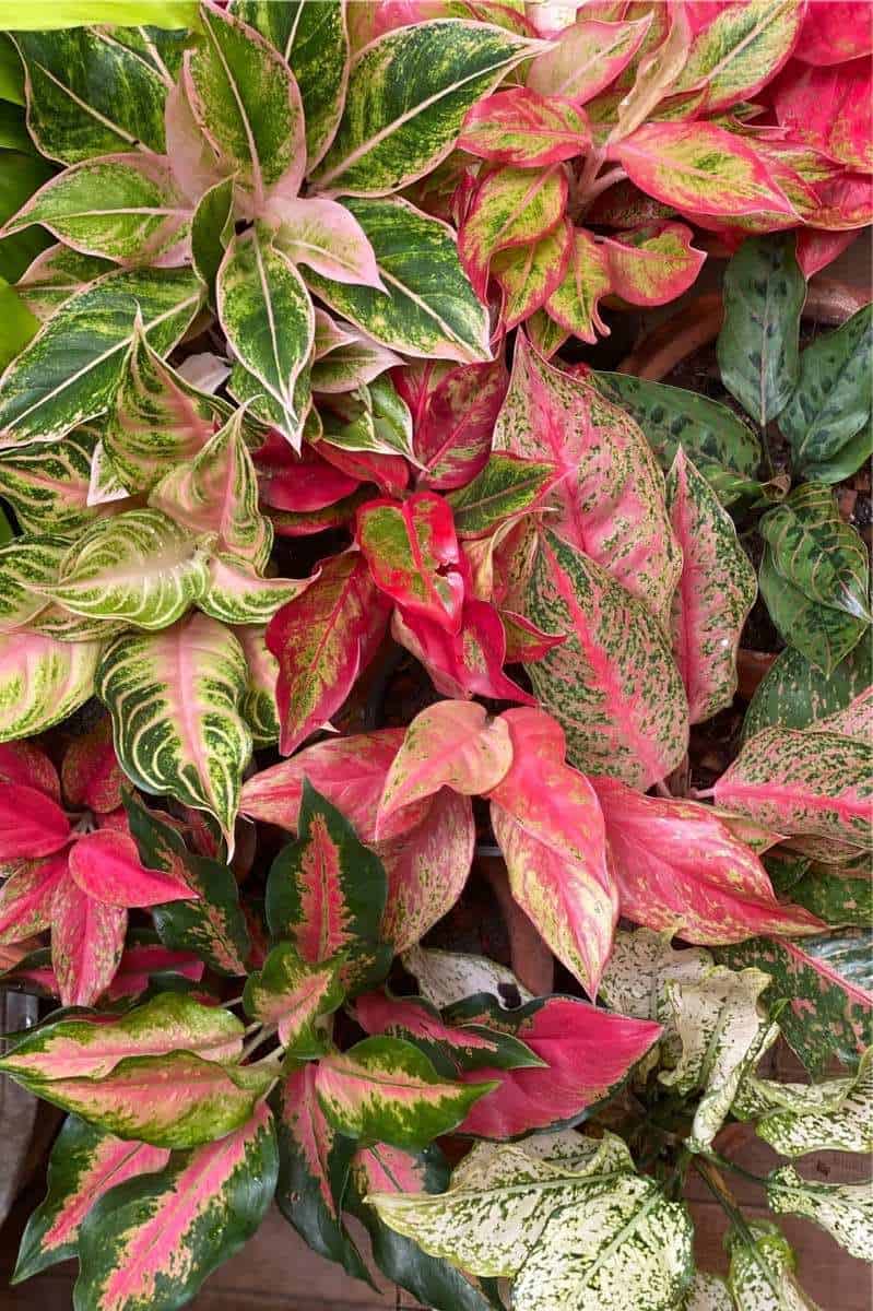 Red Green Aglaonema Plant Seeds Planting Flower