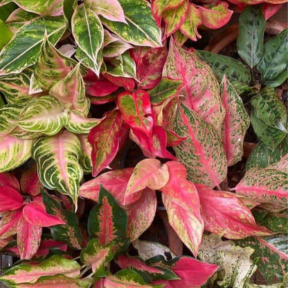 Mix Pink Aglaonema Flower seeds for Planting - Long Bloom Season, Heirloom & GMO Free Seeds for Home Garden