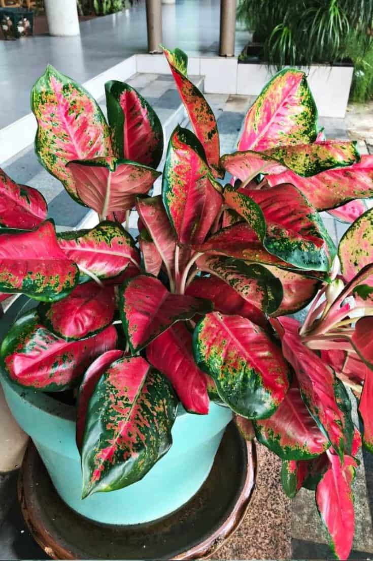 Red Green Aglaonema Plant Seeds Planting Flower