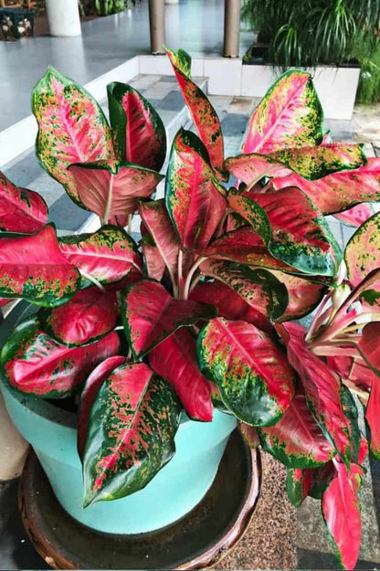 Red Green Aglaonema Plant Seeds Planting Flower