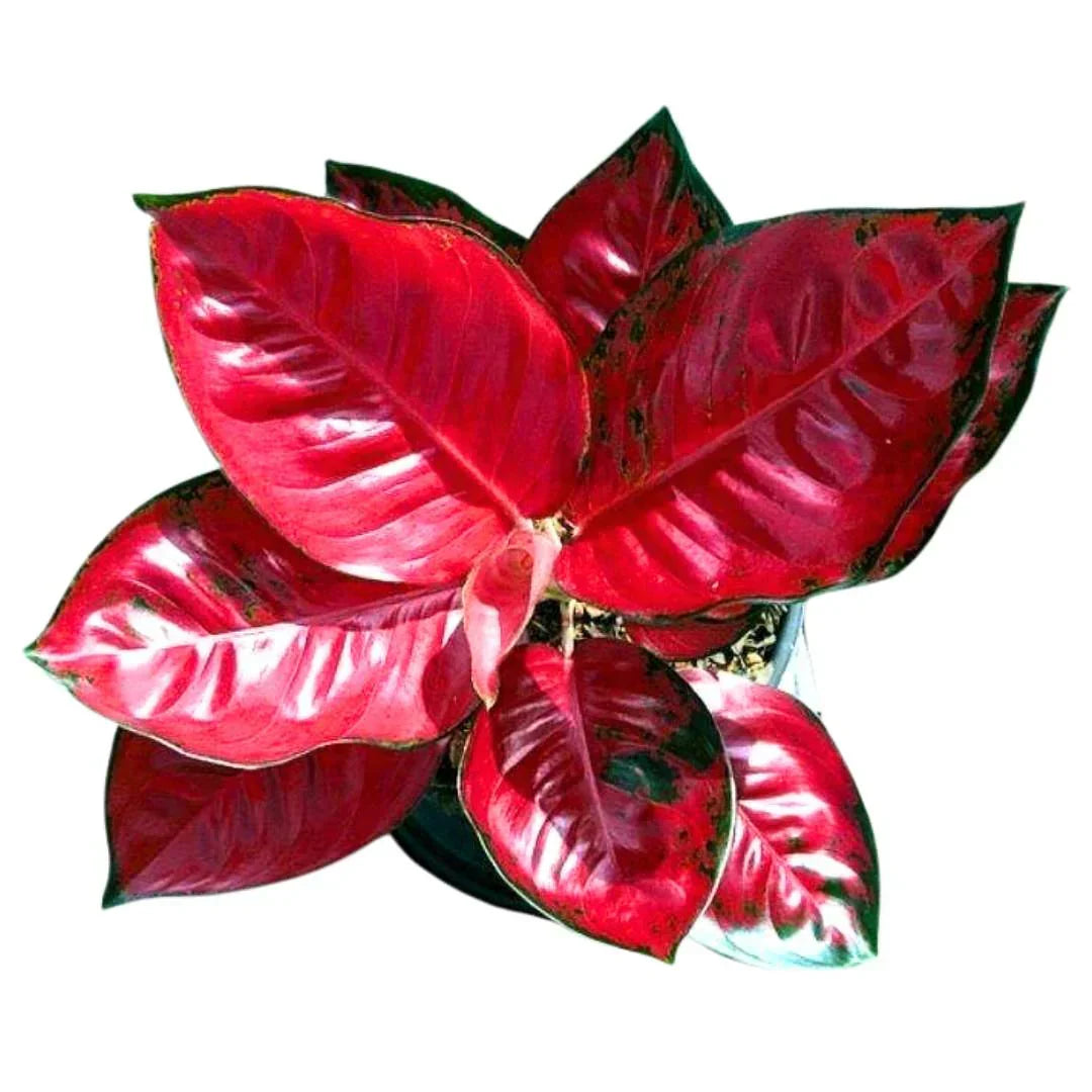 Aglaonema Seeds For Planting: Add Exotic Red Color To Your Garden