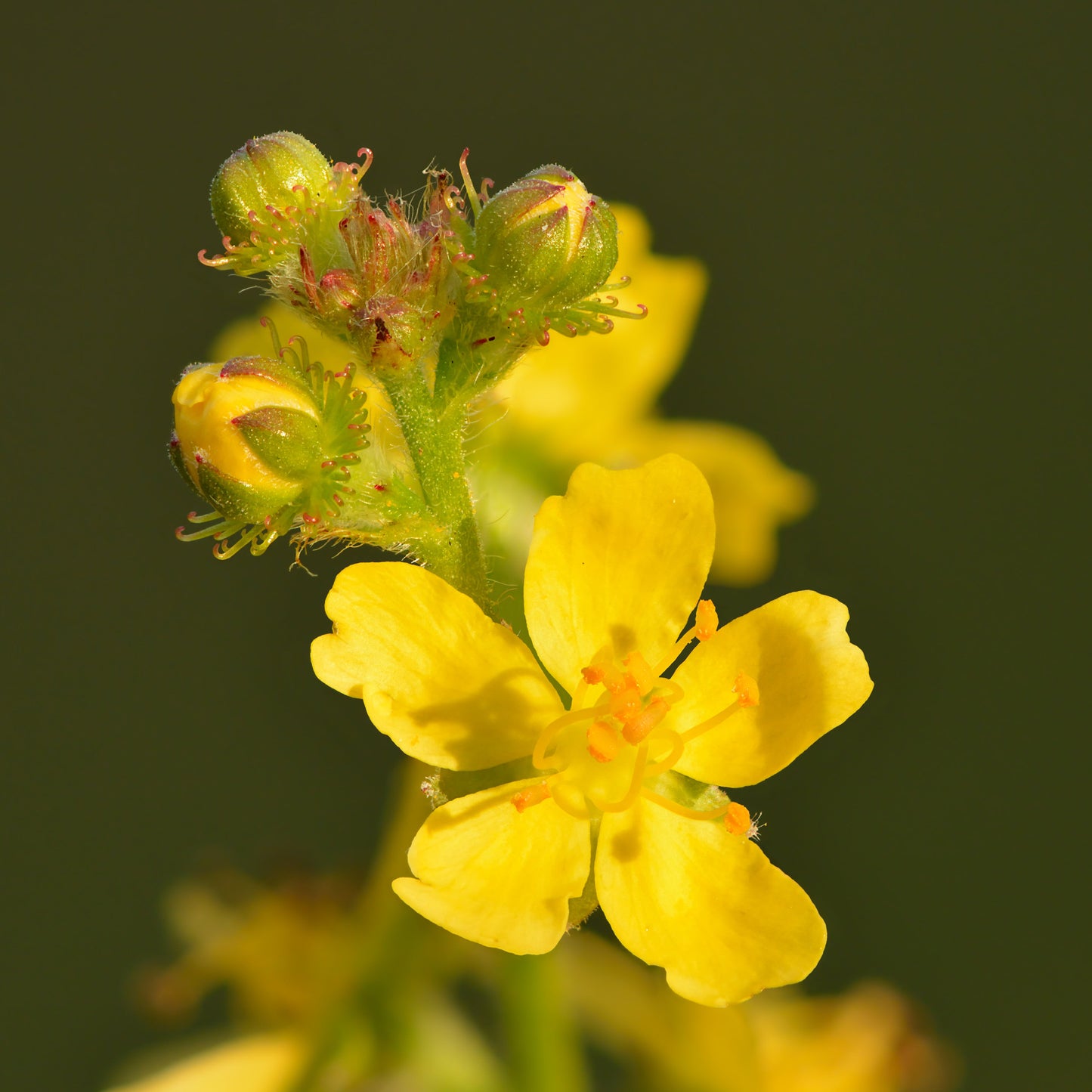 Agrimonia Flower seeds for Planting Drought Tolerant Heirloom & GMO Free Seeds for Home Garden