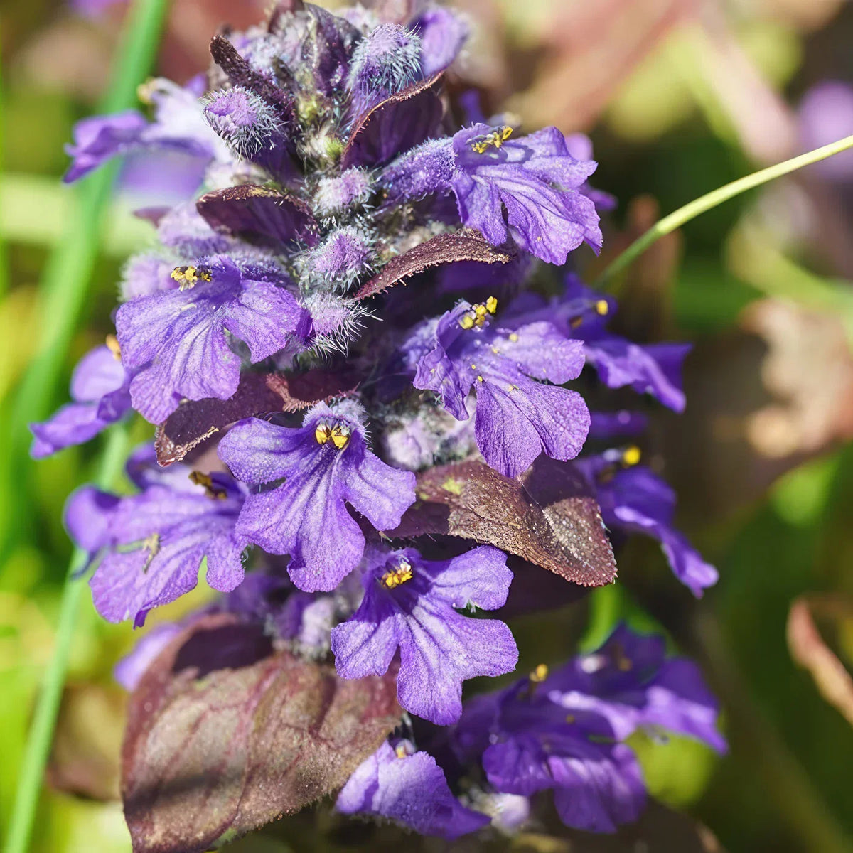 Ajuga Flower seeds for Planting Premium Quality Heirloom & GMO Free Seeds for Home Garden