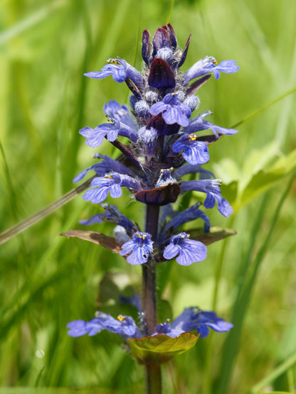 Ajuga Reptans Flower seeds for Planting Premium Quality Heirloom & GMO Free Seeds for Home Garden