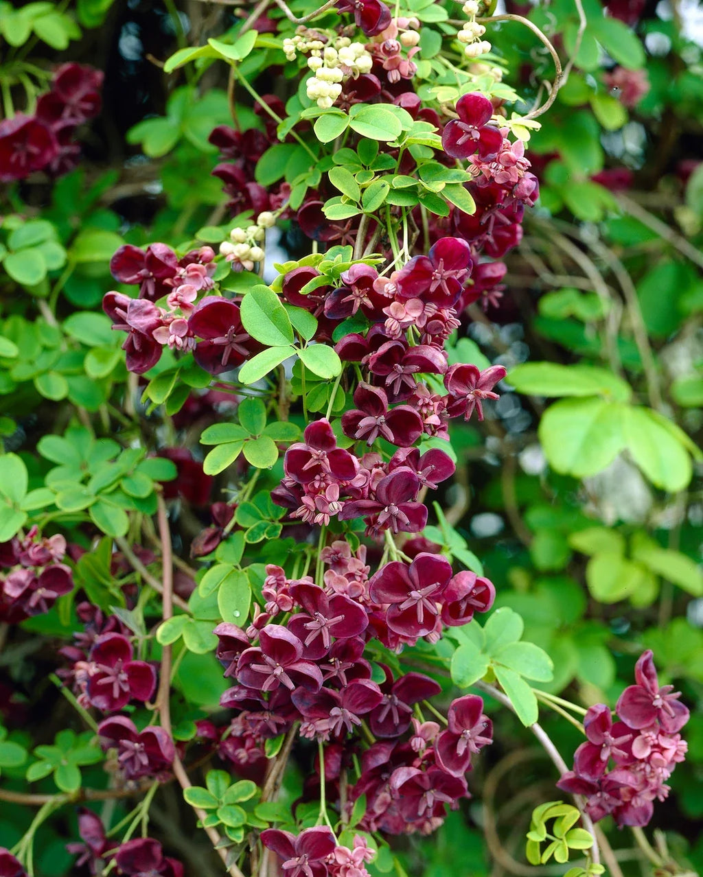 Akebia Quinata Flower seeds for Planting Cottage Garden Essential, Heirloom & GMO Free Seeds for Home Garden vegetable and garden seeds