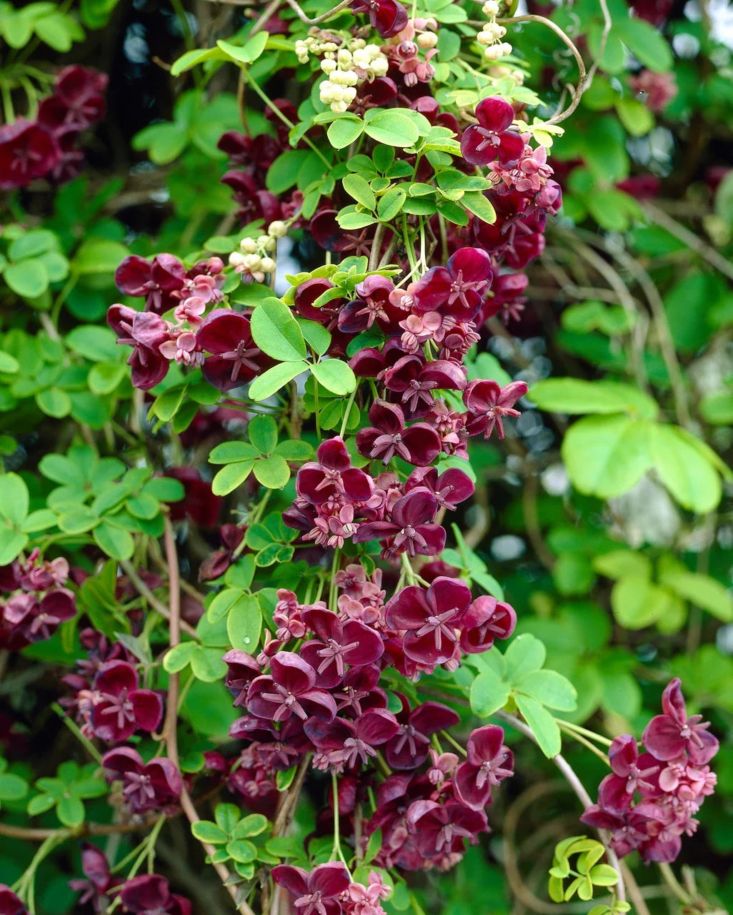 Akebia Quinata Flower seeds for Planting Cottage Garden Essential, Heirloom & GMO Free Seeds for Home Garden vegetable and garden seeds