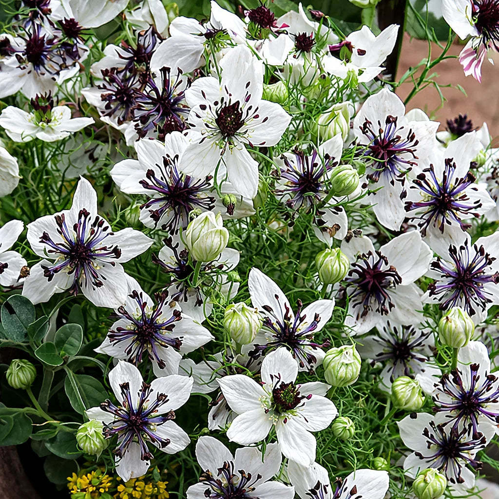 Premium White Nigella African Flower seeds for Planting Shade Tolerant, Heirloom & GMO Free Seeds for Home Garden seeds
