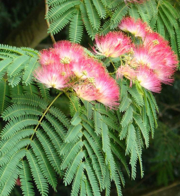 Albizia Julibrissin Flower seeds for Planting Low Maintenance Heirloom & GMO Free Seeds for Home Garden